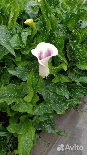 Клубни каллы Пикассо