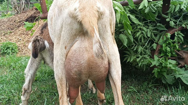 Коза дойная молочная