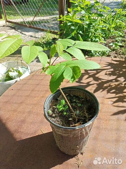 Саженцы Манчжурского ореха