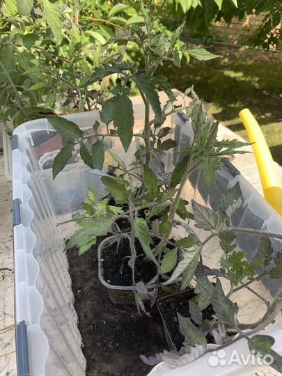 Рассада помидор