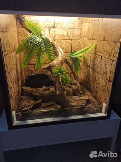 Террариум для эублефара