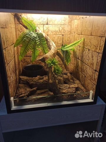 Террариум для эублефара
