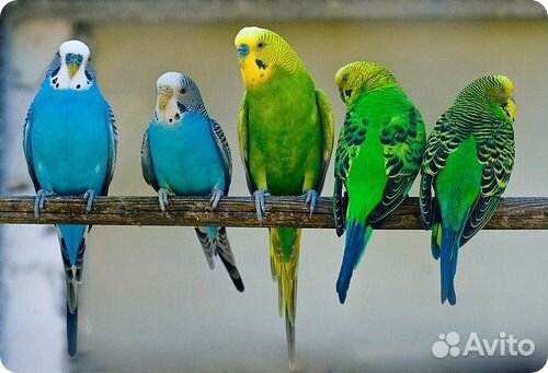 Птенцы попугаев различных видов