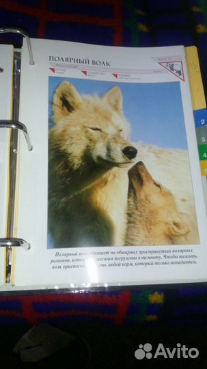 В мире дикой природы