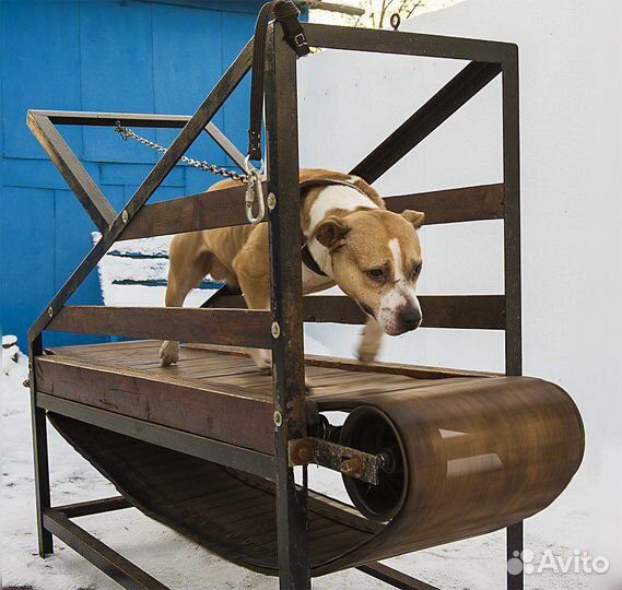 Дрессировка собак кинолог