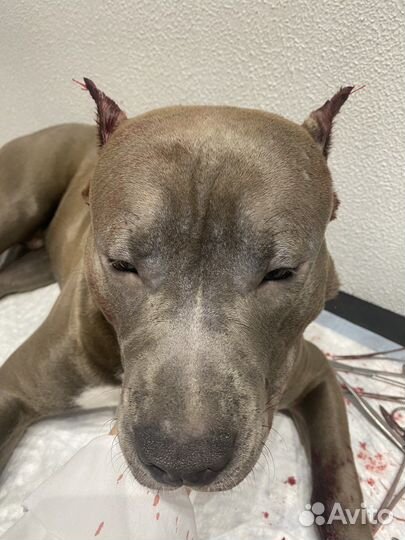 Купирование ушей и хвостов