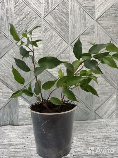 Коллизия Фикус Бенджамина Наташа, Фиалки