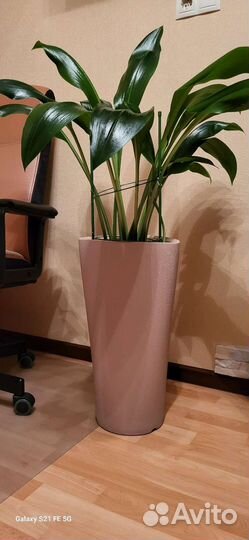 Эухарис амазонская лилия