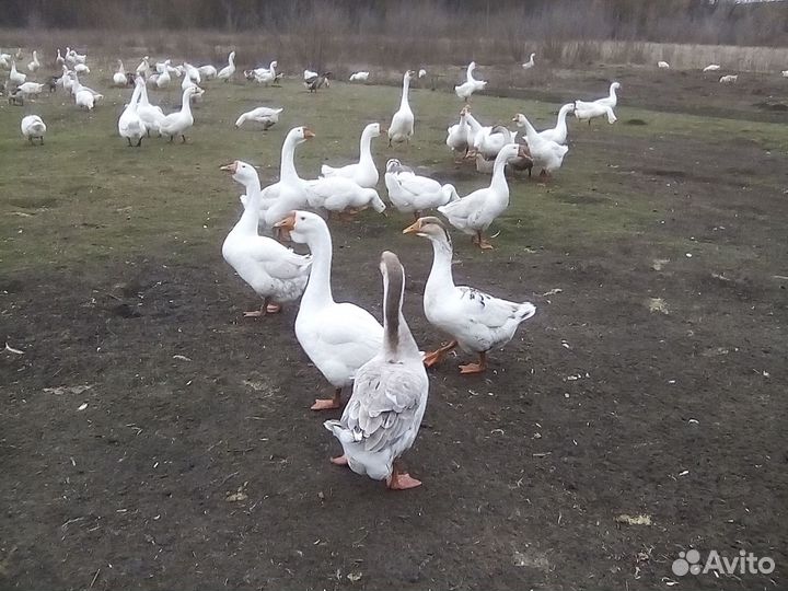 Продам мясо гуся в тушках и живьём на племя