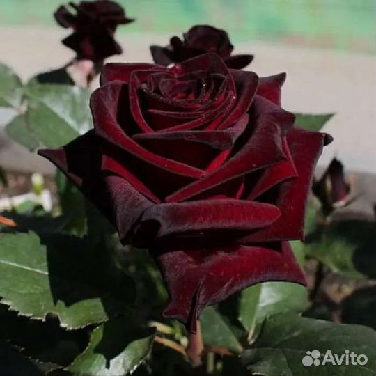 Саженцы роз