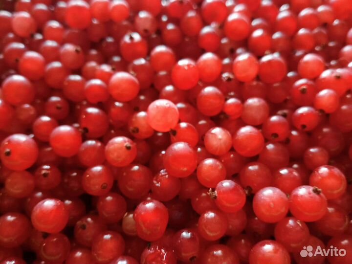 Красная смородина ягода