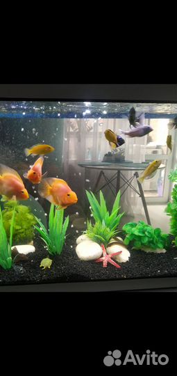 Рыбки еллоу