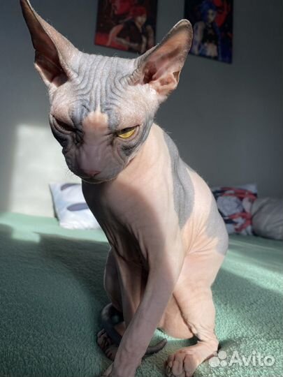 Кот сфинкс вязка