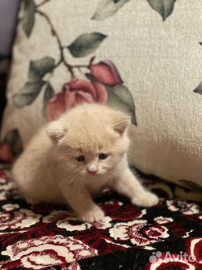 Котенок девочка в добрые руки