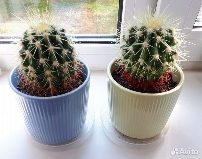 Кактусы и суккуленты