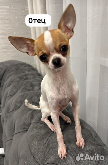 Щенки чихуахуа мини
