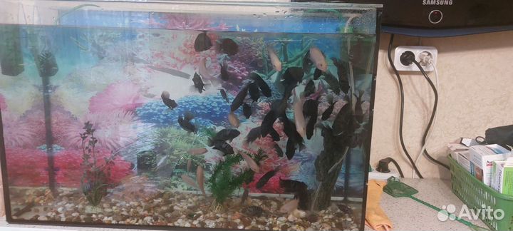 Аквариум с рыбками