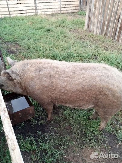 Хряк Венгерская мангалица