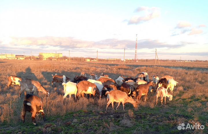 Козы молочные