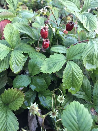 Участок 45 сот. (ИЖС)