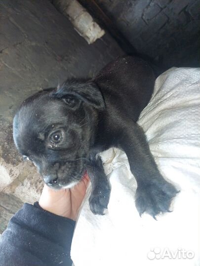 Метисы мопсы с болонкой