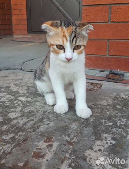 Шотландская вислоухая кошка бесплатно