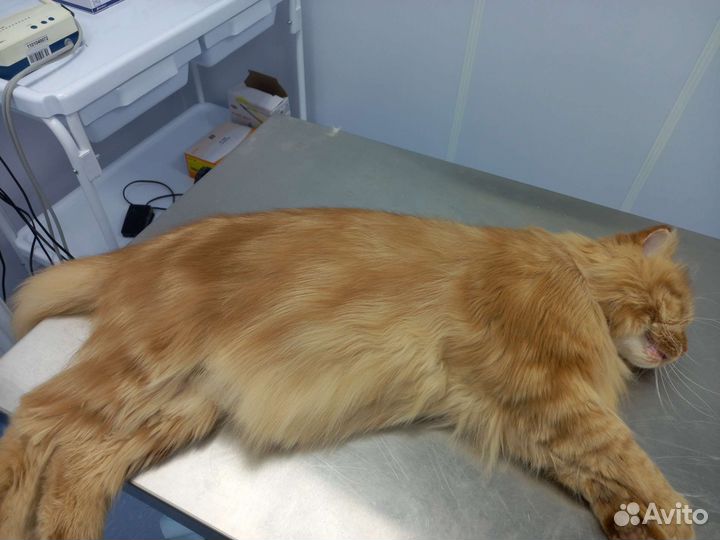 Груминг кошек