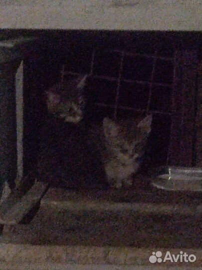 Нужен добрый хозяин для бездомных котят