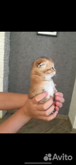 Котята шиншилла, рэгдолл, ориентал