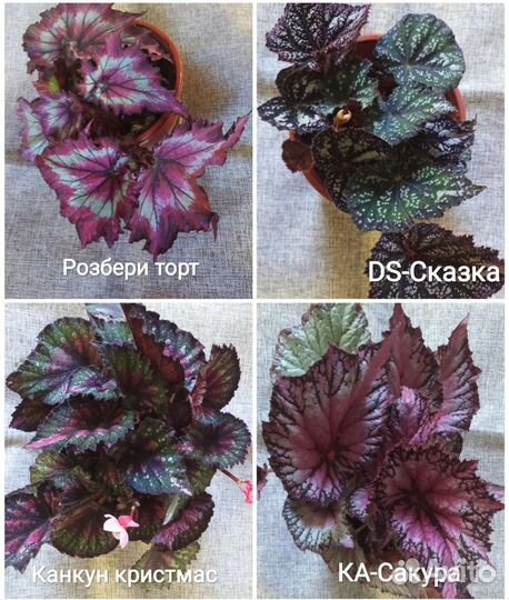 Бегония декоративно-лиственная