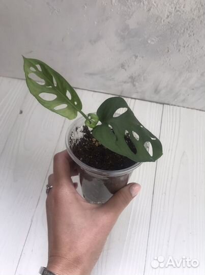 Монстера манки