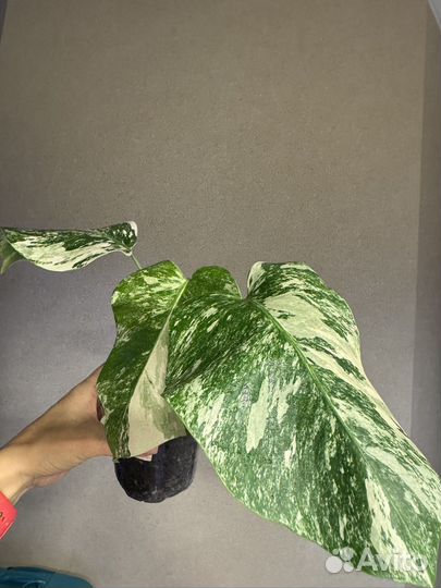 Монстера альба