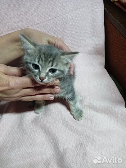 Симпатичный мальченка