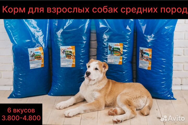 Сухой корм для собак