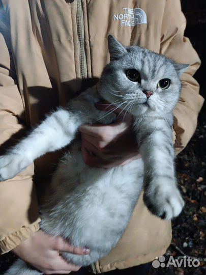 Кошка