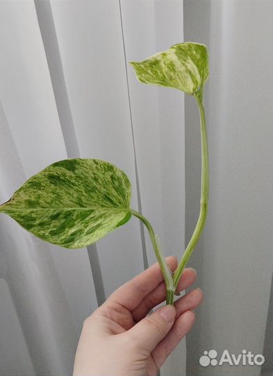 Сциндапсус, эпипремнум