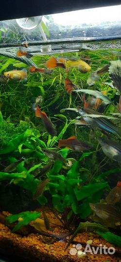 Гуппи,меченосцы,креветки
