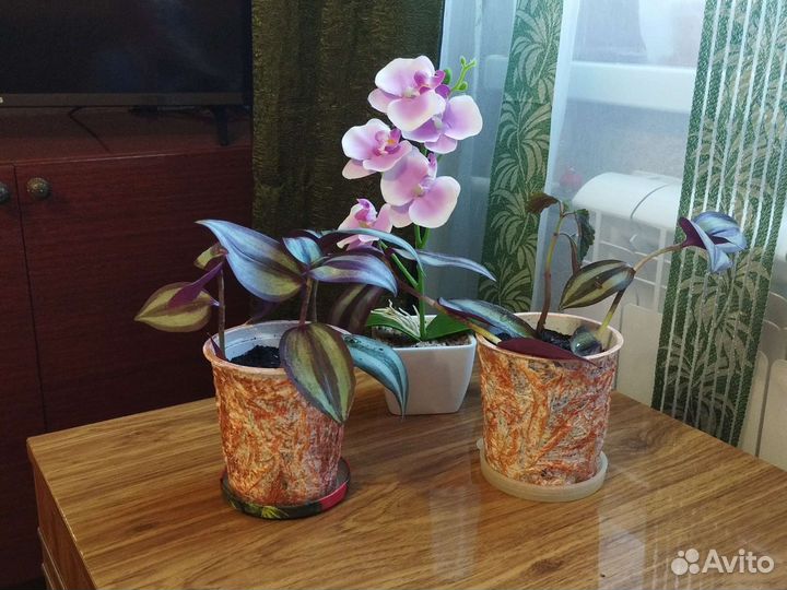 Колеусы, традесканция