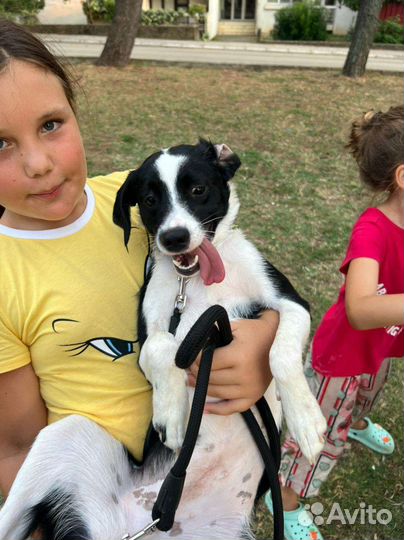 Собака в добрые руки