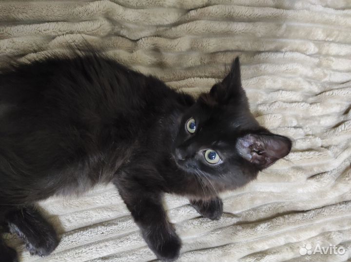 Чёрный котик