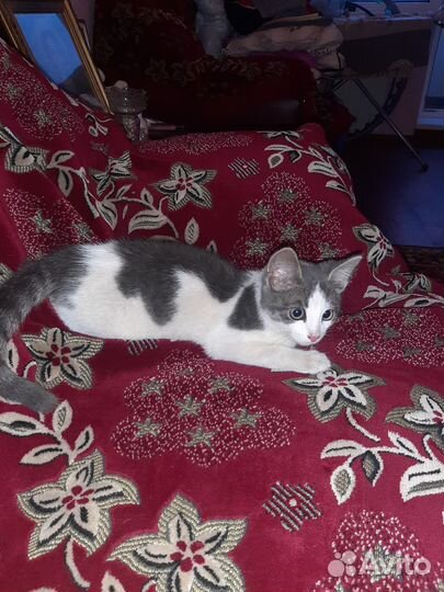 Молодой котик