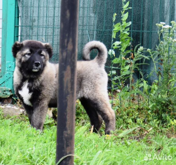 Щенки кавказской овчарки
