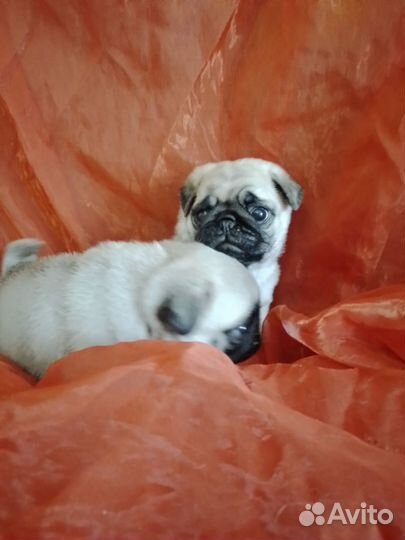 Щенки мопса мальчик