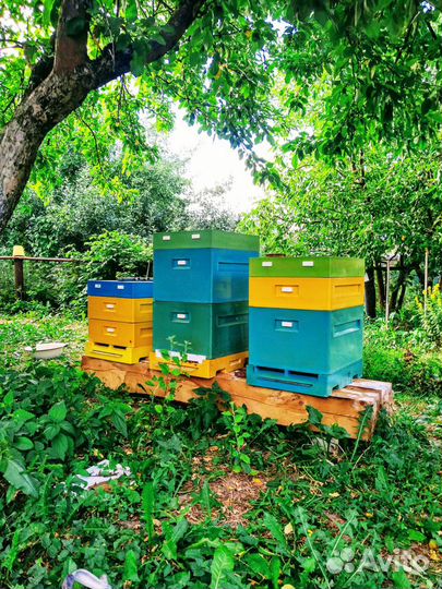 2023 год пчелопакеты