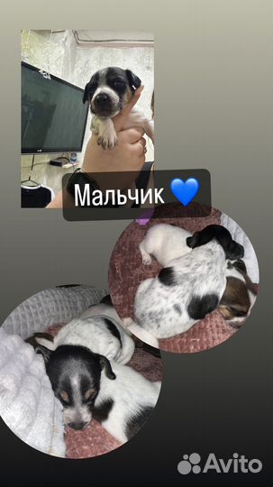 Щенки джек рассел терьер