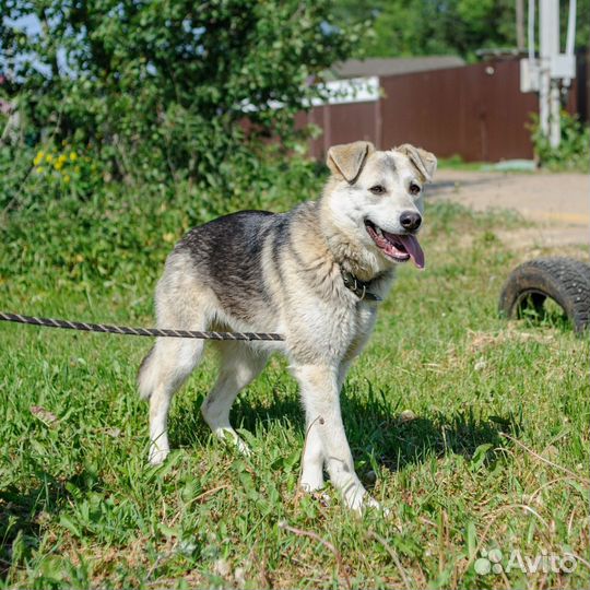 Молодая собачка