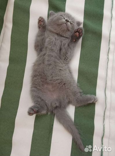 Британские котята