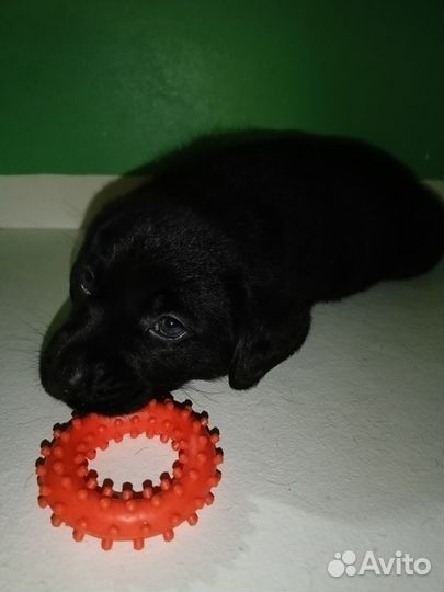 Верный друг