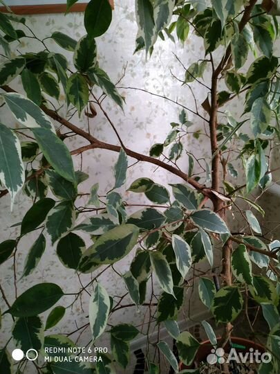 Фикус бенджамина