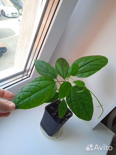 Клеродендрум Томпсона